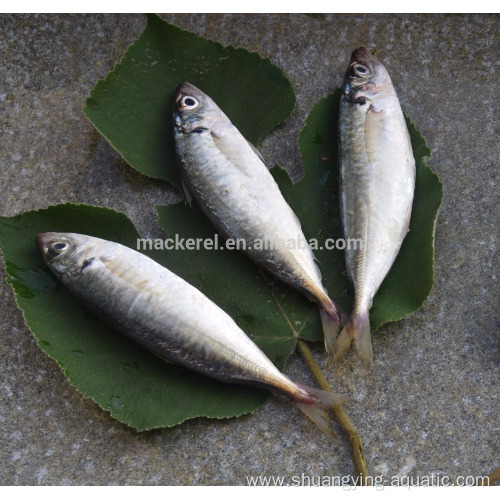 Frozen Fish Horse Mackerel WR For Africa